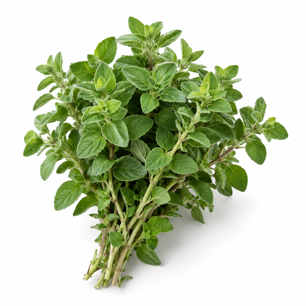 Ramas y hojas de Origanum vulgare sobre fondo blanco